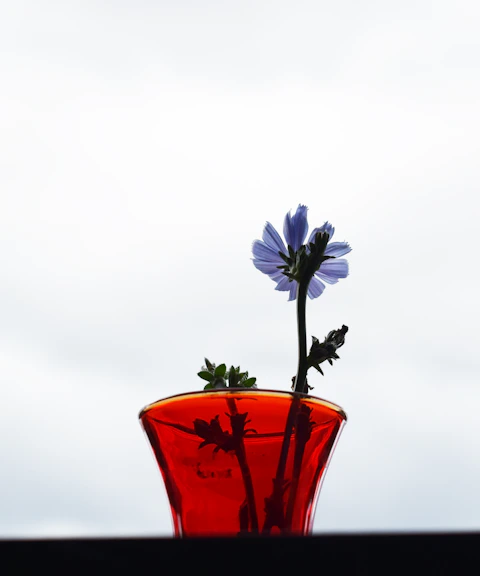 A purple flower in a translucent red vase against a pale sky